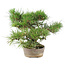 Pinus Thunbergii, 24 cm, ± 20 ans