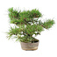 Pinus Thunbergii, 24 cm, ± 20 jaar oud