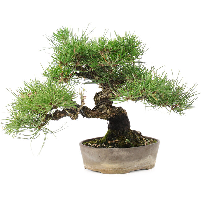 Pinus Thunbergii, 24 cm, ± 20 ans
