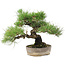 Pinus Thunbergii, 24 cm, ± 20 jaar oud