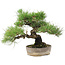 Pinus Thunbergii, 24 cm, ± 20 years old