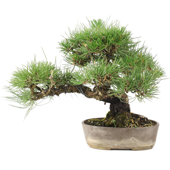 Pinus Thunbergii, 24 cm, ± 20 years old