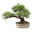 Pinus Thunbergii, 24 cm, ± 20 anni