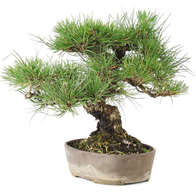 Pinus Thunbergii, 24 cm, ± 20 ans