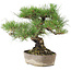 Pinus Thunbergii, 24 cm, ± 20 años