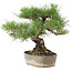 Pinus Thunbergii, 24 cm, ± 20 jaar oud