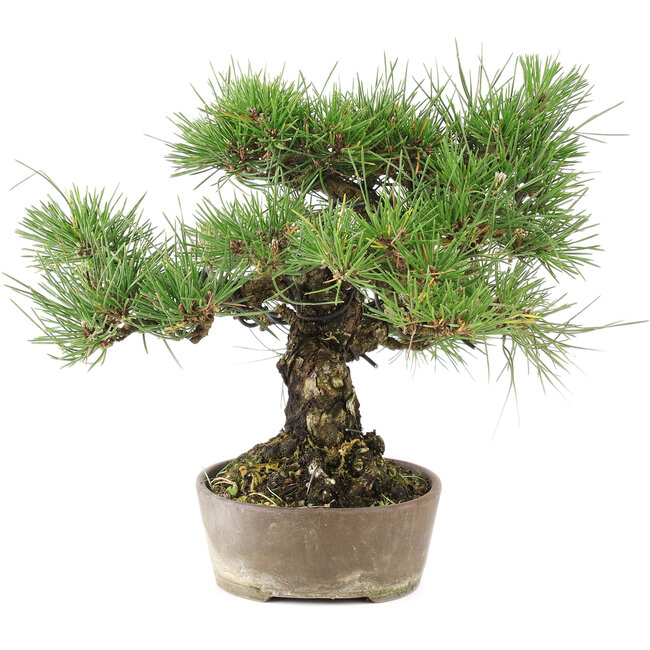 Pinus Thunbergii, 24 cm, ± 20 años