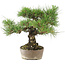 Pinus Thunbergii, 24 cm, ± 20 jaar oud