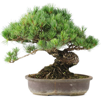Pinus parviflora, 35,5 cm, ± 30 años