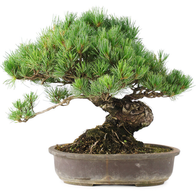 Pinus parviflora, 35,5 cm, ± 30 years old