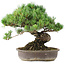 Pinus parviflora, 35,5 cm, ± 30 anni