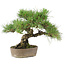 Pinus Thunbergii, 24 cm, ± 20 anni