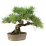 Pinus Thunbergii, 24 cm, ± 20 ans