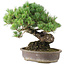 Pinus parviflora, 35,5 cm, ± 30 anni