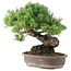 Pinus parviflora, 35,5 cm, ± 30 years old