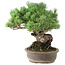 Pinus parviflora, 35,5 cm, ± 30 anni