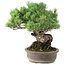 Pinus parviflora, 35,5 cm, ± 30 years old