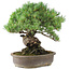 Pinus parviflora, 35,5 cm, ± 30 anni