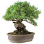 Pinus parviflora, 35,5 cm, ± 30 years old