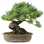 Pinus parviflora, 35,5 cm, ± 30 anni