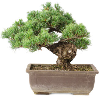 Pinus parviflora, 29 cm, ± 30 ans