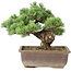 Pinus parviflora, 29 cm, ± 30 jaar oud