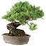 Pinus parviflora, 35,5 cm, ± 30 anni