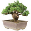 Pinus parviflora, 29 cm, ± 30 jaar oud