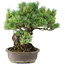 Pinus parviflora, 35,5 cm, ± 30 years old