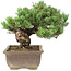 Pinus parviflora, 29 cm, ± 30 jaar oud