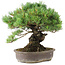 Pinus parviflora, 35,5 cm, ± 30 anni