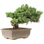 Pinus parviflora, 29 cm, ± 30 years old