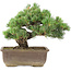 Pinus parviflora, 29 cm, ± 30 jaar oud