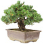 Pinus parviflora, 29 cm, ± 30 jaar oud