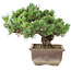 Pinus parviflora, 29 cm, ± 30 Jahre alt