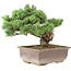 Pinus parviflora, 29 cm, ± 30 jaar oud