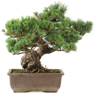 Pinus parviflora, 41 cm, ± 30 años