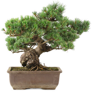 Pinus parviflora, 41 cm, ± 30 jaar oud