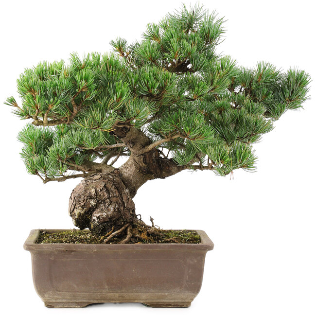 Pinus parviflora, 41 cm, ± 30 anni