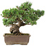 Pinus parviflora, 41 cm, ± 30 years old