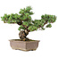 Pinus parviflora, 41 cm, ± 30 anni