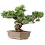 Pinus parviflora, 41 cm, ± 30 years old