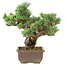 Pinus parviflora, 41 cm, ± 30 years old