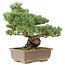 Pinus parviflora, 41 cm, ± 30 years old