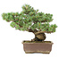 Pinus parviflora, 41 cm, ± 30 anni