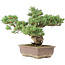 Pinus parviflora, 41 cm, ± 30 years old