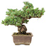 Pinus parviflora, 41 cm, ± 30 years old