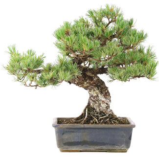 Pinus parviflora, 36,5 cm, ± 30 anni