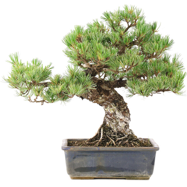 Pinus parviflora, 36,5 cm, ± 30 anni