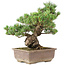 Pinus parviflora, 41 cm, ± 30 years old